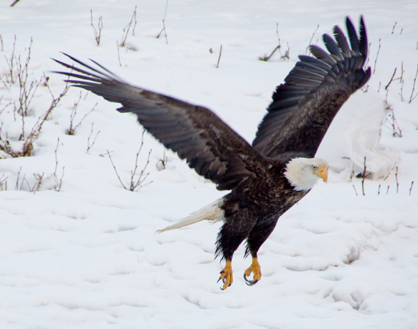 American Bald Eagle