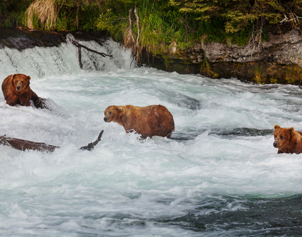 Alaskan Bears